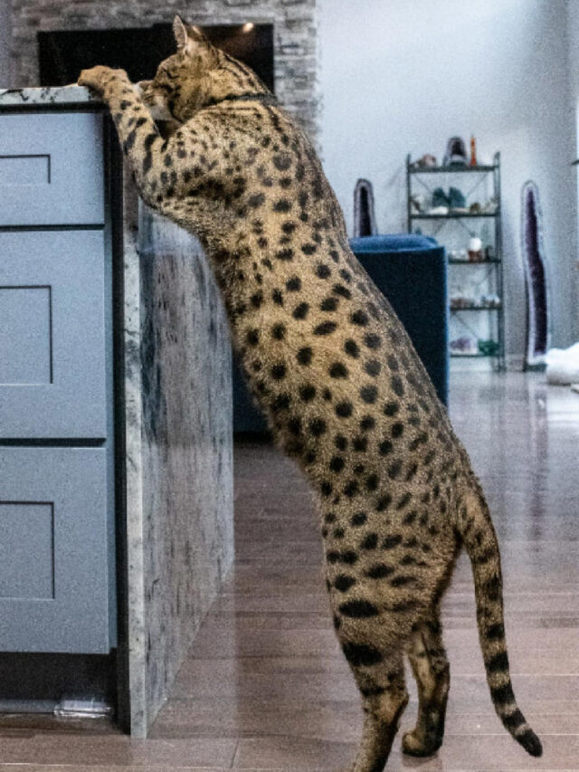 Meet the World’s Tallest Living Cat