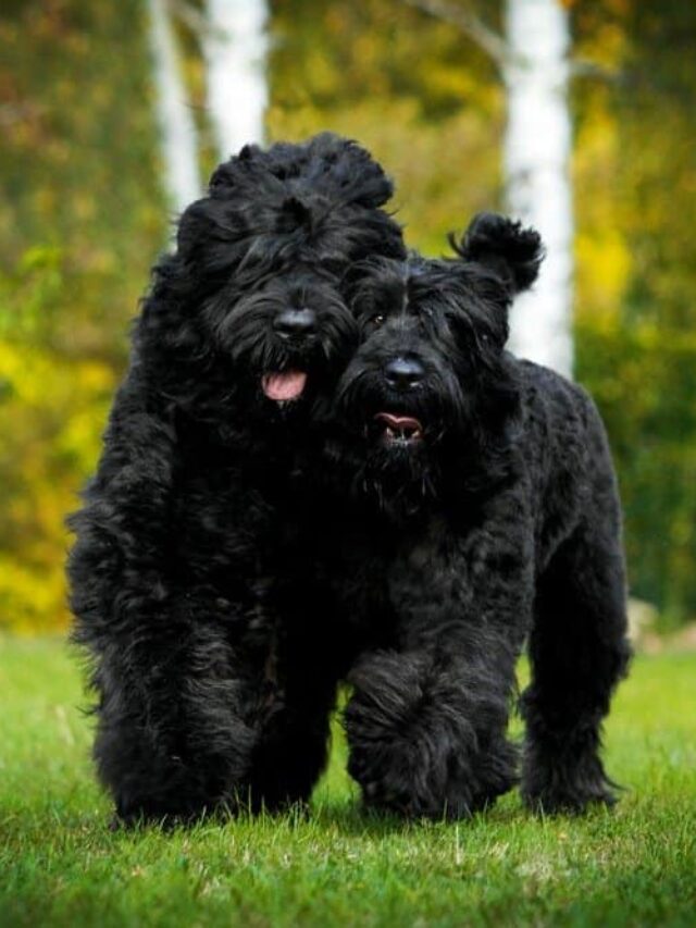 Black-Russian-Terrier-pair