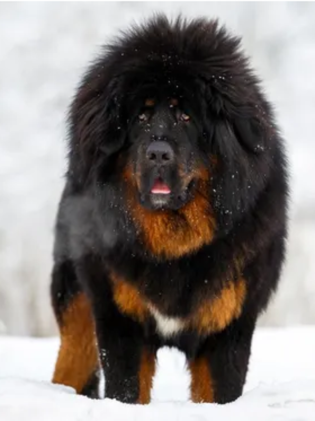 Meet the most expensive dog in the world